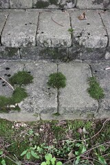 stone steps overgrown with moss