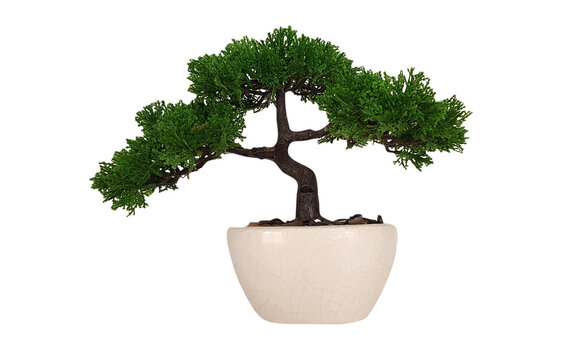 Bonsai tree in white ceramic flower pot isolated on transparent background with clipping path or make selection. Japanese tree and Ornamental plant. png transparency 