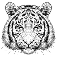 Vintage engraving isolated tiger set illustration ink sketch. Africa wild cat background animal silhouette art. Black and white hand drawn image