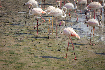 Flock of Greater Flamingos (Phoenicopterus roseus) in the mudflats of Ras Al Khor Wildlife Sanctuary in Dubai.
