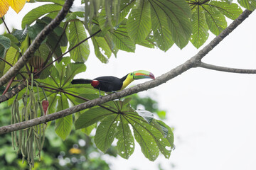 Keel-billed toucan (Ramphastos sulfuratus), also known as sulfur-breasted toucan or rainbow-billed toucan. Bird with big bill sitting on the branch in the forest, green vegetation, Costa-Rica.