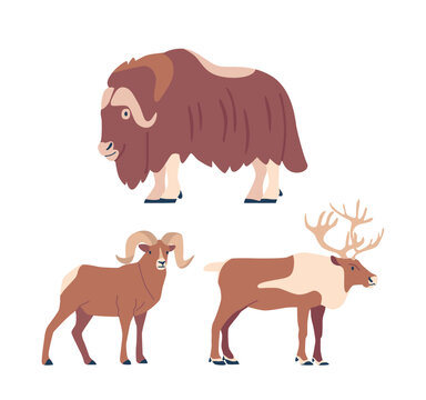 Arctic Horned Animals Include The Majestic Muskoxen or Muskox, And Deer Creatures Thrive In The Frigid Arctic Landscapes