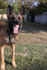 Beautiful angry Aggressive dog Belgian Shepherd Malinois grab criminal's clothes. Service dog...