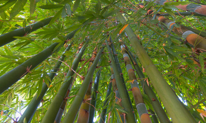 Exotic lush green bamboo tree canopy - Vietnam