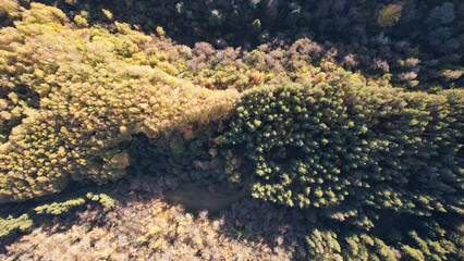 Drone view of the autumn forest and colored trees. Yellow-green and red trees. The paths and the ground are covered with leaves. Birch and pine grove. The shadow of the hills. Mountainous terrain