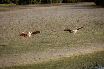 Two Greater Flamingos (Phoenicopterus roseus) landing synchronized in a row in mudflats of Ras Al...