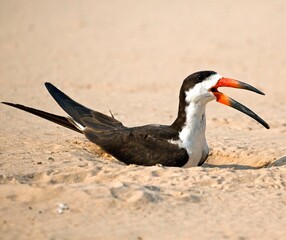 A black skimmer sits in the sand in Brazil with its beak open
