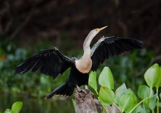 An anhinga bird sits on a stump sting it&rsquo;s wings in the Pantanal in Brazil.