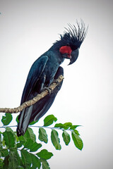 
Palm cockatoo on a branch
