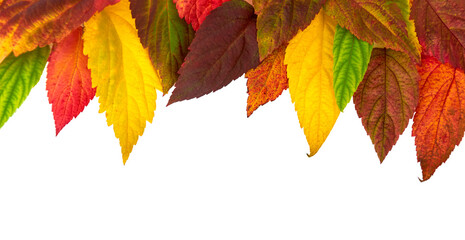 Autumn composition. Frame made from orange, red and green leaves . Isolated on white background and place for your text