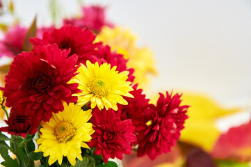 Obraz premium Bright yellow and red chrysanthemums in autumn close up
