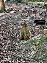 Barbary macaque picture taken at the Germany’s Salem Monkey mountain. 