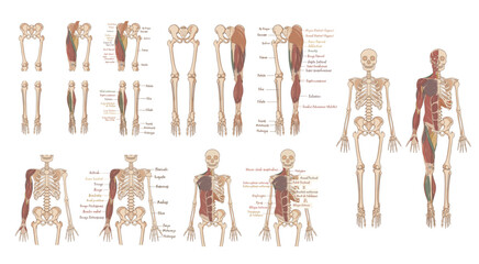 Human skeleton and muscles, complete anterior view of the body and posterior view of the lower limb. With indication in French of the names of the muscles and bones. - obrazy, fototapety, plakaty