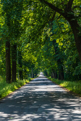 Long road with lights and shadows on it with beautiful high and old green trees on both sides