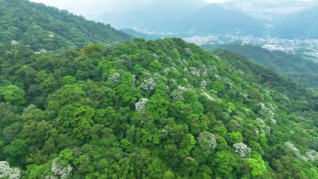 full of white blossom on mountain with surround move aerial view
