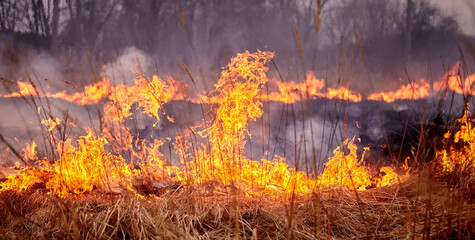 Burning old dry grass in the garden. Burning dry grass on the field. Forest fire. - obrazy, fototapety, plakaty