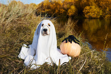 Halloween greeting card with a pet. A beagle dog in a ghost costume sits in the dry grass next to a...