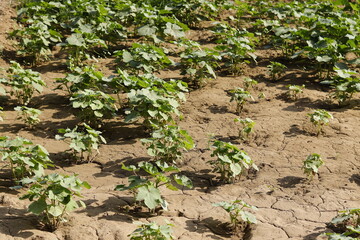 Okra farm in rural northern Sudan