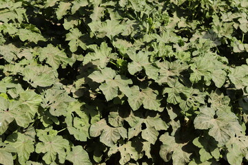 Okra farm in rural northern Sudan