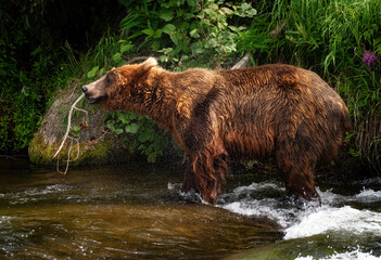 Brown Bears Catching Salmon at Brooks Falls, Katmai