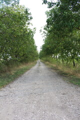 Fototapeta premium A gravel road with trees on the side