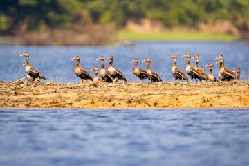 Group of black-bellied whistling ducks near water