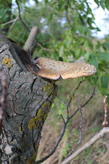 A mushroom growing on a tree stump
