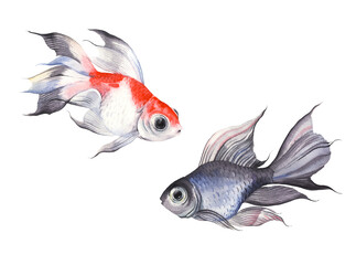 Watercolor colorful fishes, beautiful isolated fishes, hand-drawn design elements. - 655307493