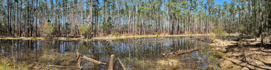 Forested pond in Goose Creek State Park, North Carolina