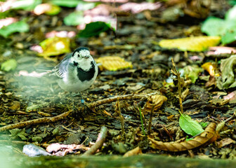 Pied Wagtail (Motacilla alba)