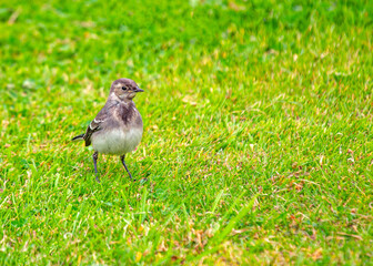 Pied Wagtail (Motacilla alba)