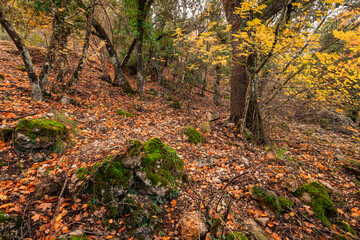 autumn forests and landscapes
