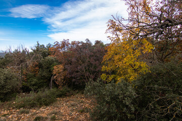 autumn forests and landscapes