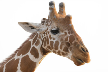 Portrait of a giraffe. Natural parc Tsavo.  Kenya, Africa. reticulated giraffe