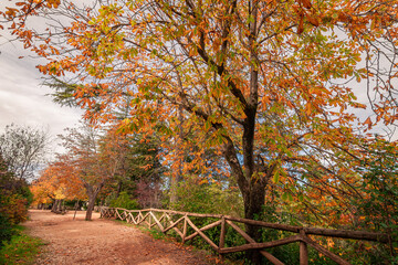 autumn forests and landscapes