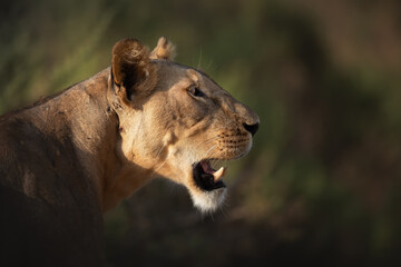 African female lion, Kenya.  Lion walking in the african savannah. Evening light.  Natural habitat.