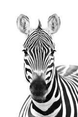 Close-up Zebra. Plains Zebra. Black and white portrait of a Zebra.  Savannah Kenya, Africa.