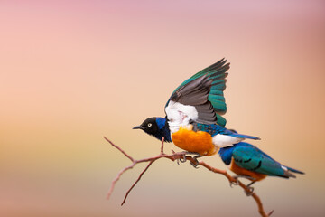 Superb Starling, Lamprotornis superbus, sitting in the natural habitat. Beautiful shiny bird. Kenya Africa. Starling in the savannah.