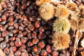 Raw fresh chestnuts kestane close-up in the market ,top view of chestnuts.