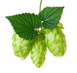 hop  isolated on transparent background PNG