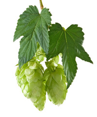 hop  isolated on transparent background PNG
