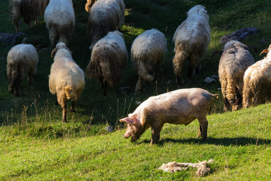 pig among the sheeps grazing on the grassy hill. view from above. romania apuseni