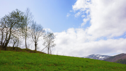 Fototapeta na wymiar trees on the hill in early spring. rural landscape with snow capped mountains in the distance