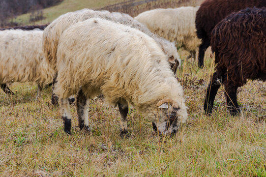 woolly sheep on the meadow in early spring. animals grazing in carpathian mountains. cloudy weather in march