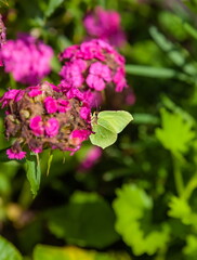 Day butterfly Buckthorn on a garden flower carnation in summer