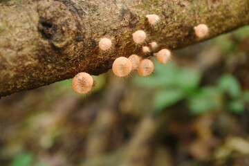 fungi cup mushroom growth for rain season on tree trunk in Chet Kod waterfall on Thailand 