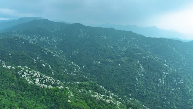 full of white blossom flowers in mountain background