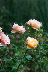 Obraz premium Orange and pink roses close-up.