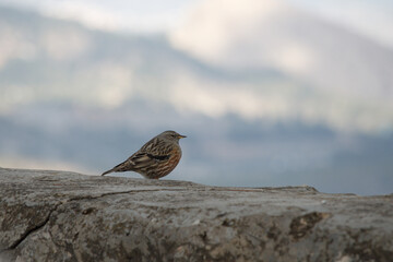Prunella collaris (acentor alpino) sobre barandilla de hormigón de la hermita de San Cristobal en Alcoi con fondo de nubes. España