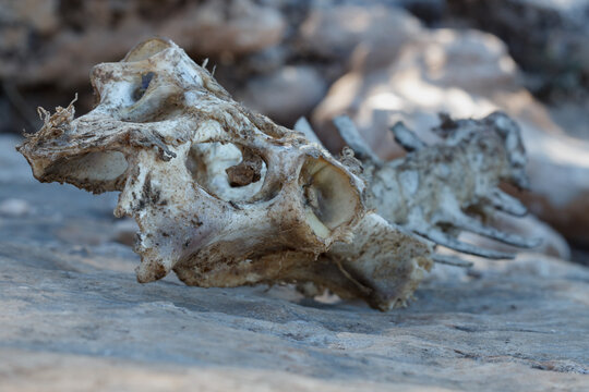 Esqueleto de cabeza y cervicales de animal muerto en el Parc Natural dels Voltors de la Sierra de Mariola, Alcoi, Espa&ntilde;a